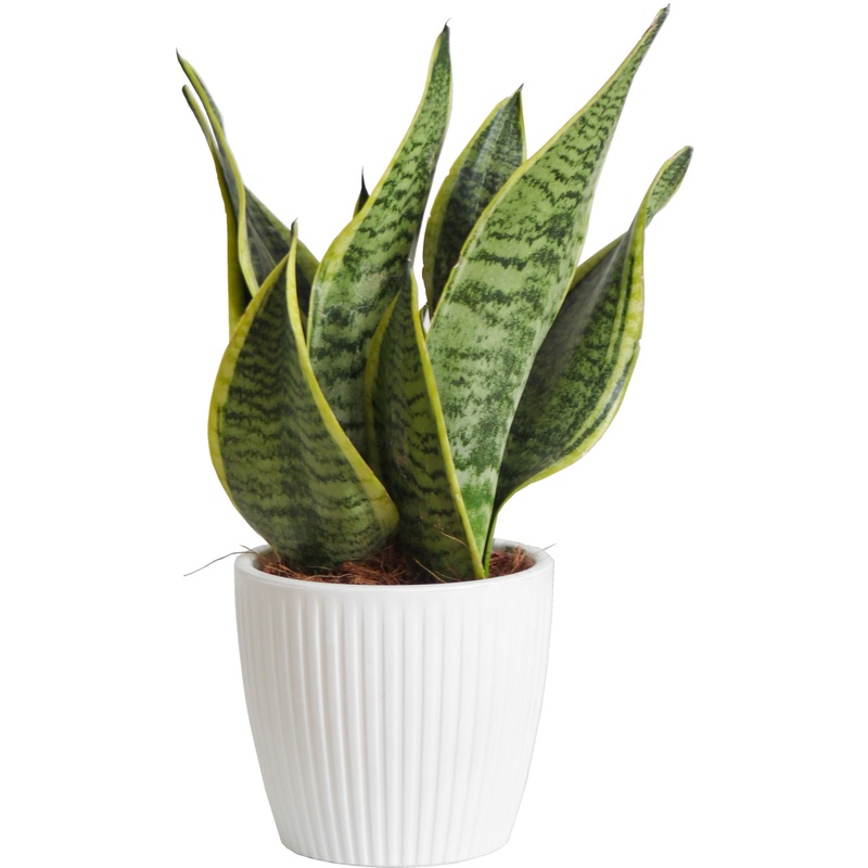 Изображение товара Сансевиерия Футура Суперба в белом кашпо 30 см