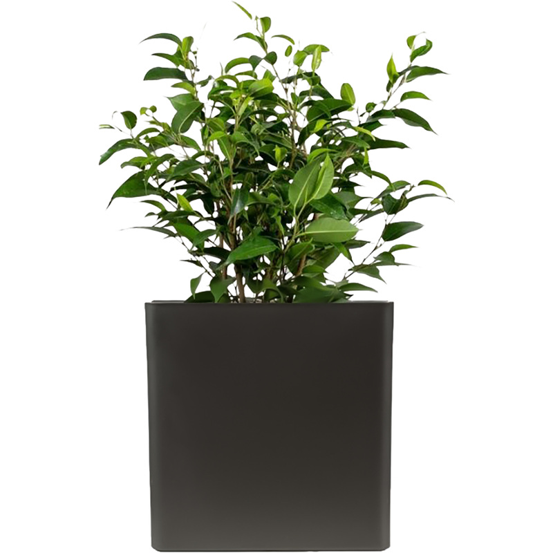 Изображение товара Фикус Бенджамина Наташа 30 см в антрацитовом кашпо декоративное растение