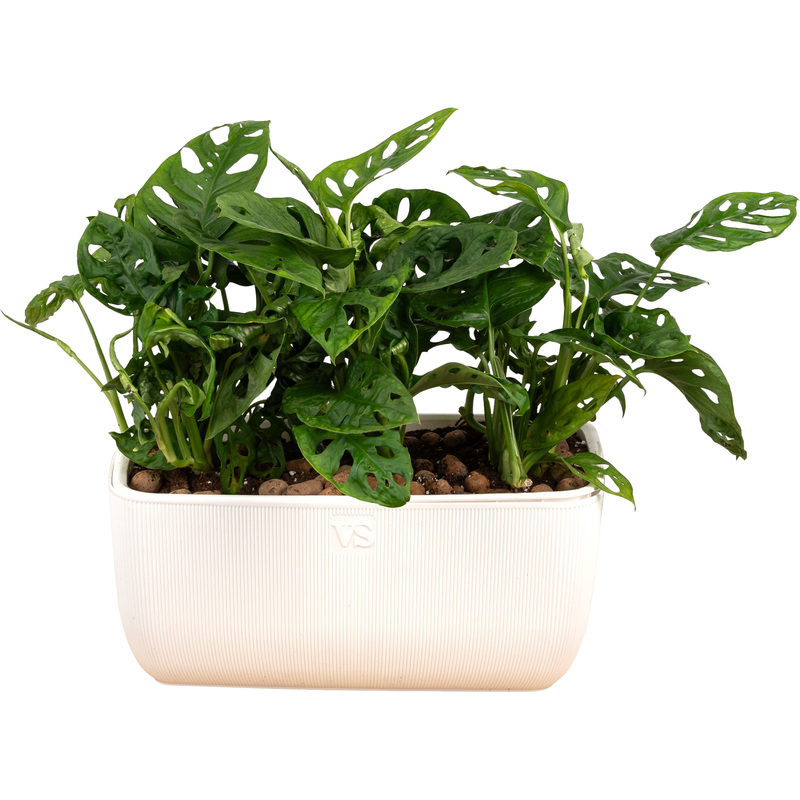 Изображение товара Растение Монстера Обликва Манки Маск 30 см в кашпо 3 шт Нидерланды