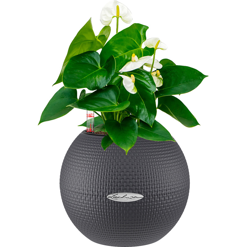 Изображение товара Растение Антуриум Андрианум белый 40 см в сером кашпо Lechuza D20 см с автополивом