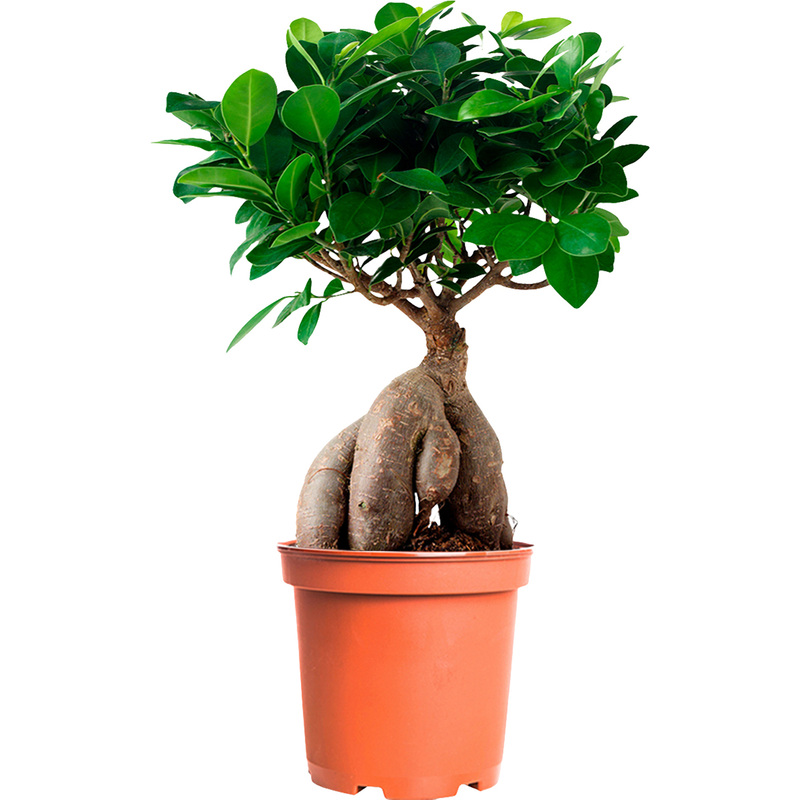 Изображение товара Декоративное комнатное растение Фикус Микрокарпа 30 см в горшке D12 см