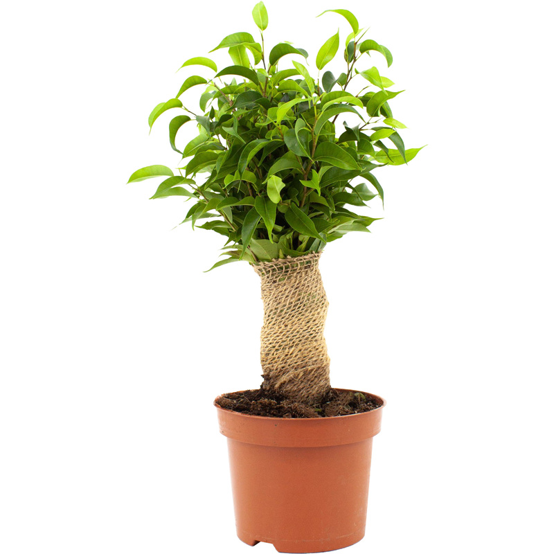 Изображение товара Фикус Бенджамина Наташа в джуте 30 см в технологическом горшке D12 см
