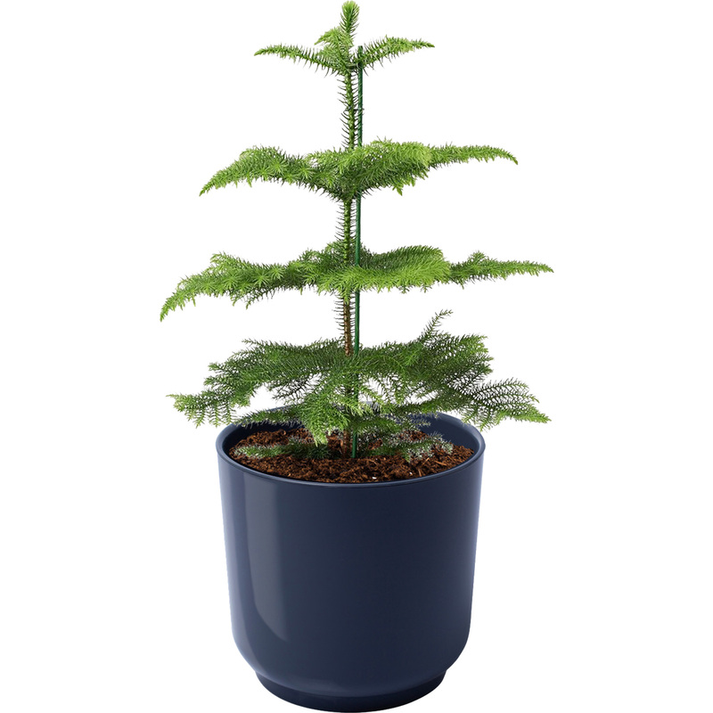 Изображение товара Растение Араукария 30 см в антрацитовом кашпо D13 см