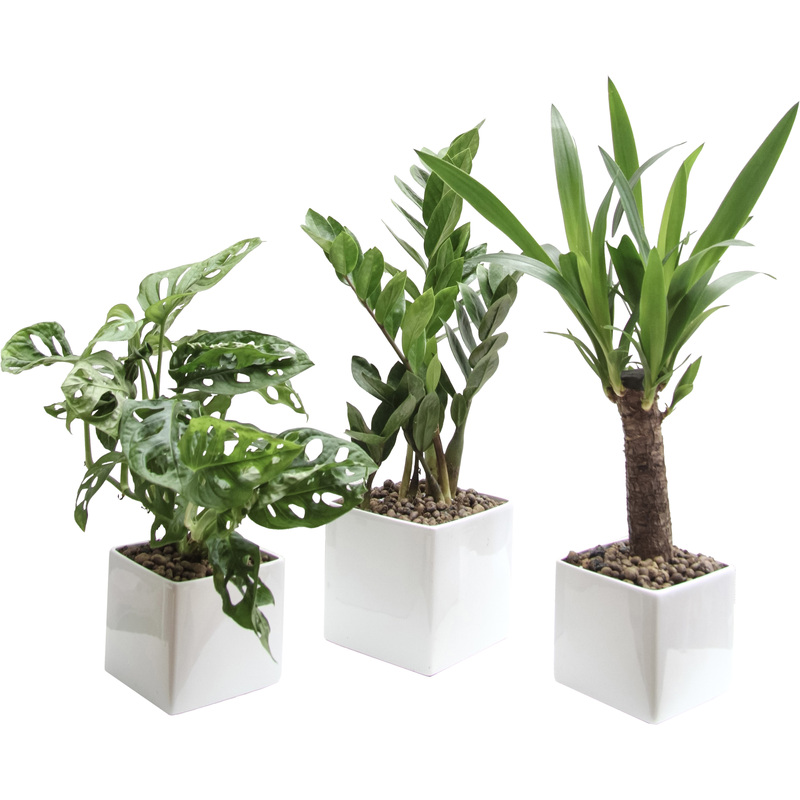 Изображение товара Набор декоративных растений замиокулькас монстера юкка в белых кашпо одни из лучших