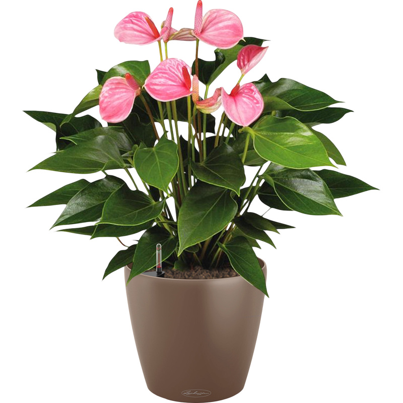 Изображение товара Растение Антуриум Андрианум розовый 60 см в мускатном кашпо Lechuza D21 см автополив