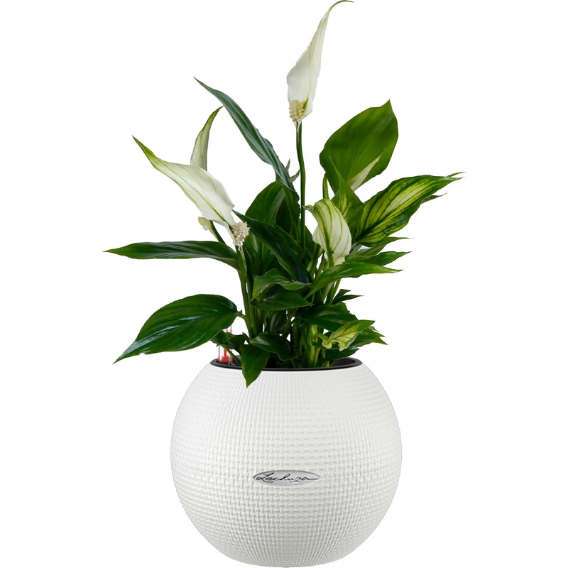 Изображение товара Растение Спатифиллум 40 см в белом кашпо Lechuza D20 см с автополивом