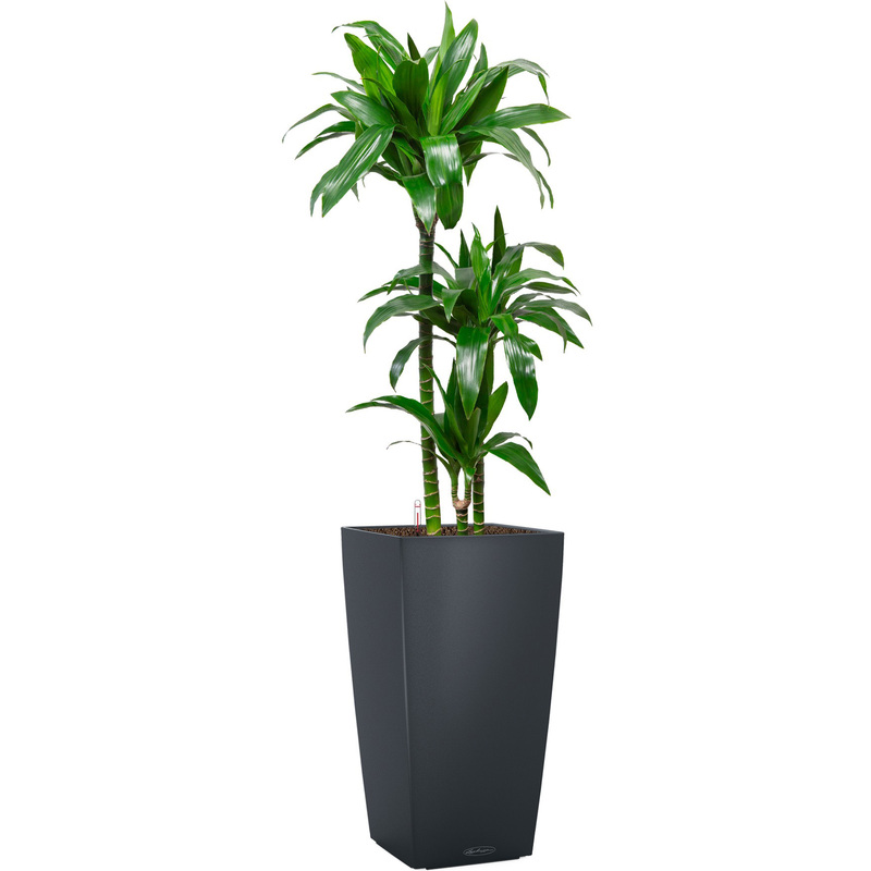 Изображение товара Драцена Джанет Крейг 130 см в сером кашпо с автополивом Lechuza