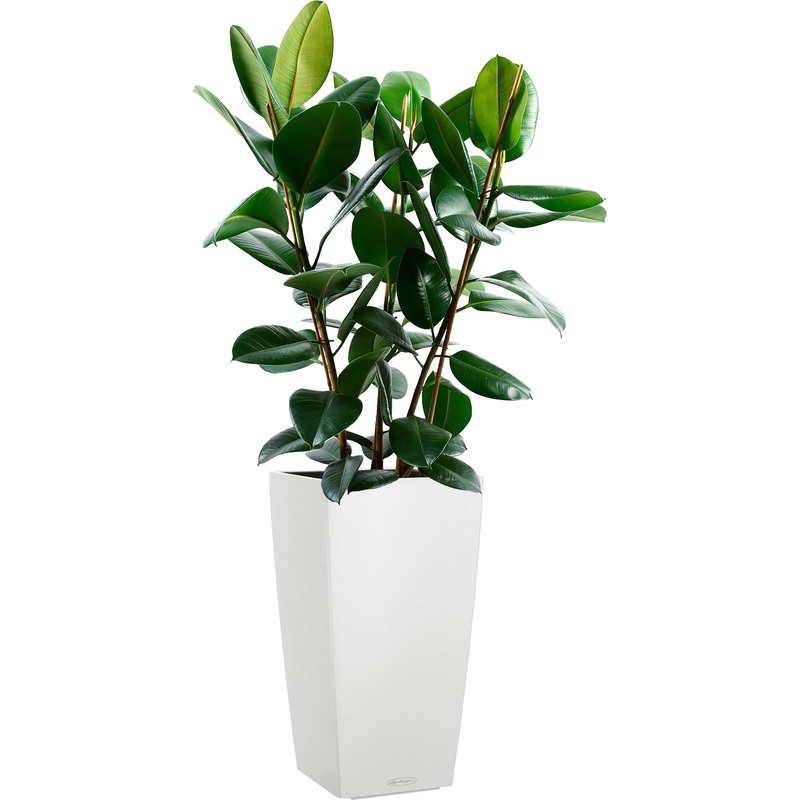 Изображение товара Фикус Эластика Робуста в белом кашпо 130 см автополив Россия