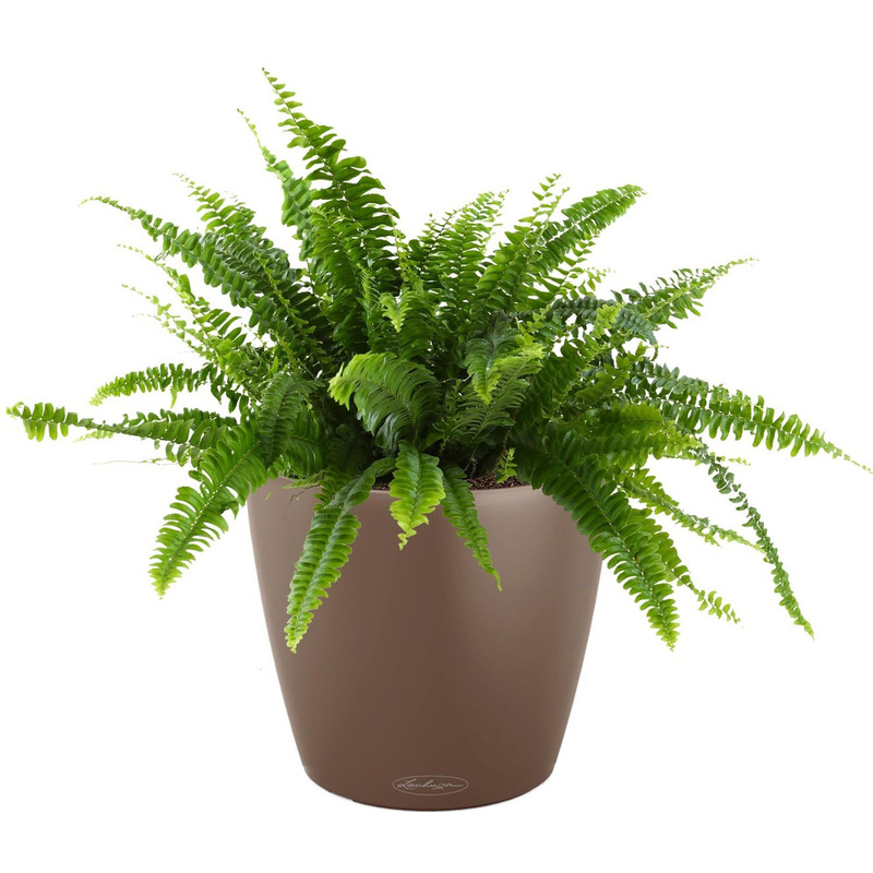 Изображение товара Растение Нефролепис 50 см в мускатном кашпо с автополивом для интерьера