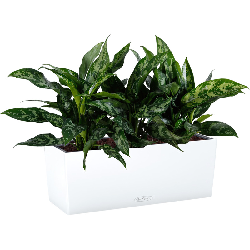 Изображение товара Аглаонема Мария 45 см в белом кашпо Lechuza с автополивом