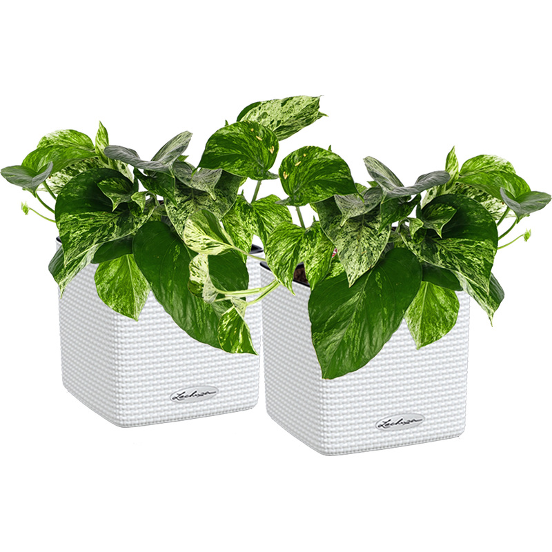 Изображение товара Набор декоративных растений Сциндапсус Ауреум в кашпо с автополивом, 2 шт