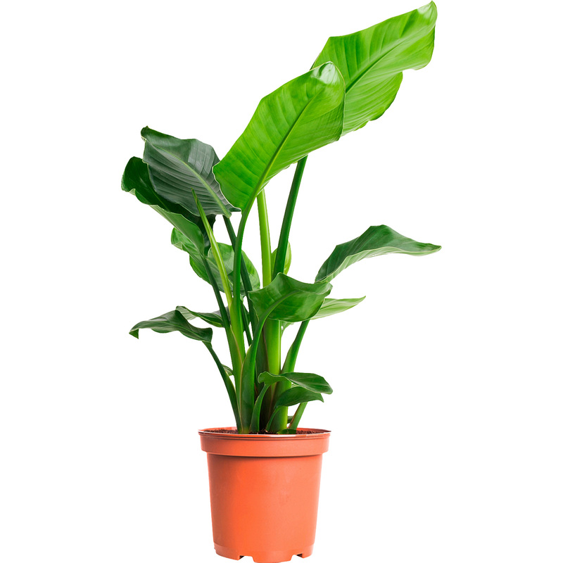 Изображение товара Растение Стрелиция Николай 60 см в технологическом горшке диам 17 см