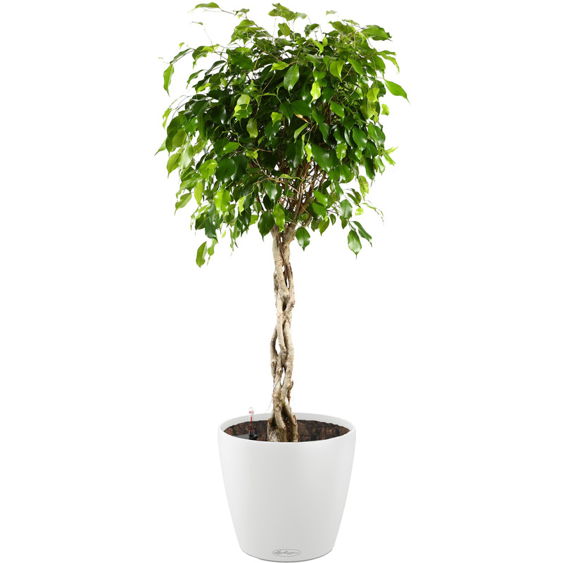 Изображение товара Растение Фикус Экзотика переплетенный 130 см в белом кашпо Lechuza D35 см с автополивом