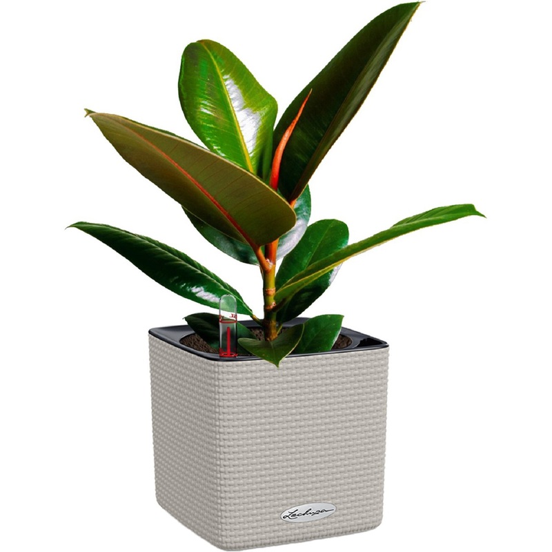 Изображение товара Фикус Эластика Робуста 45 см в кашпо с автополивом - декоративное комнатное растение