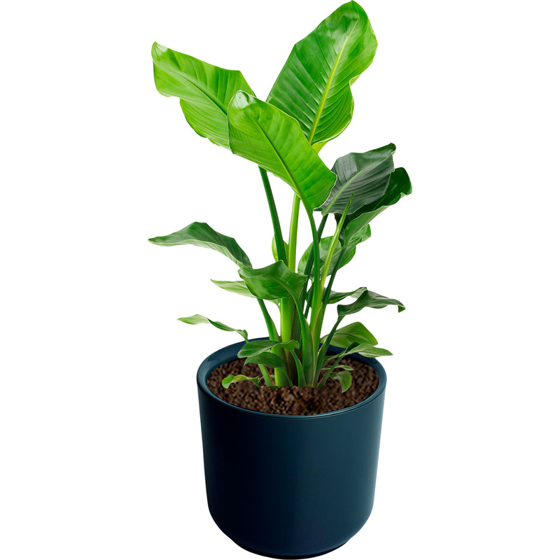 Изображение товара Растение Стрелиция Николай 60 см в антрацитовом кашпо D19 см