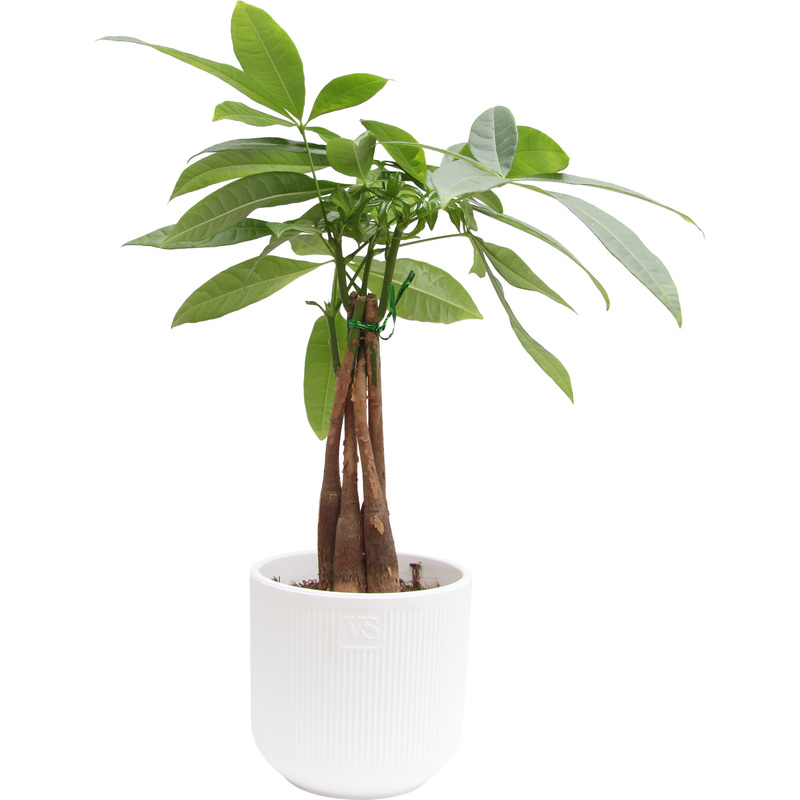 Изображение товара Растение Пахира Акватика Дерево Счастья 40 см в кашпо D14 см