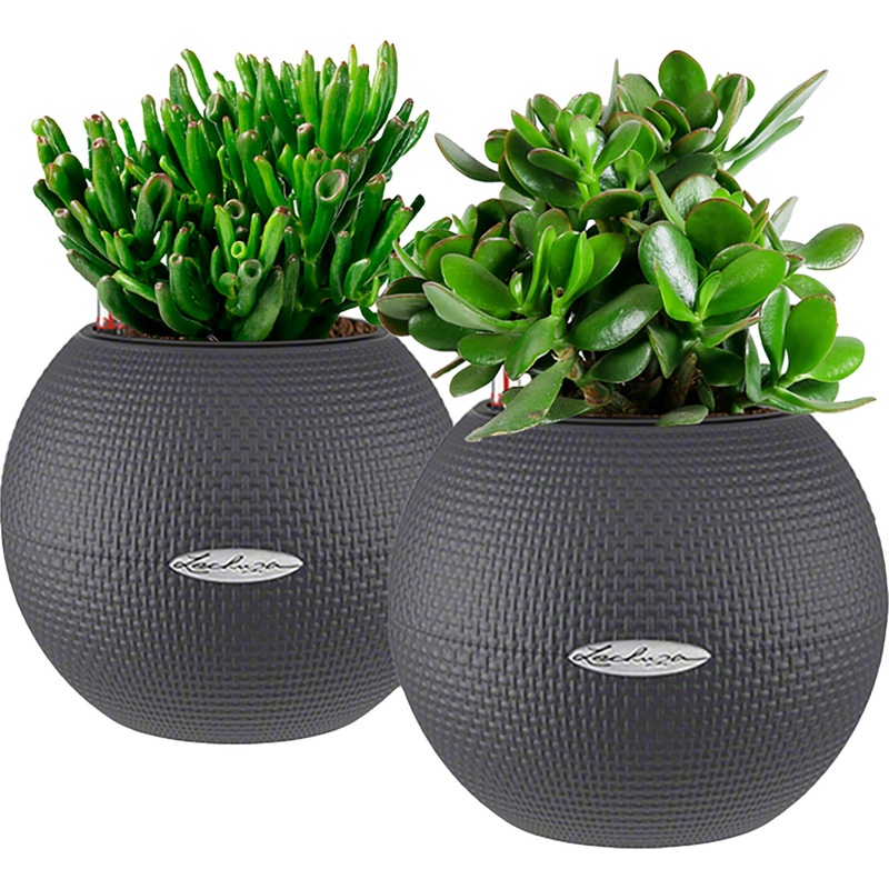 Изображение товара Набор растений Крассула в кашпо Lechuza D20 см с автополивом