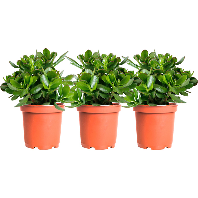 Изображение товара Набор растений Крассула Овата 3 шт в технологическом горшке для интерьера