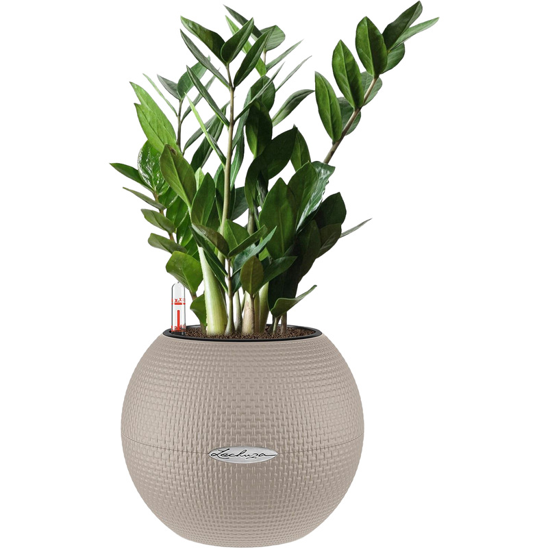 Изображение товара Растение Замиокулькас 40 см в кашпо Lechuza с автополивом