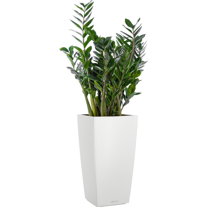 Изображение товара Замиокулькас 120 см в белом кашпо Lechuza с автополивом для дома и офиса