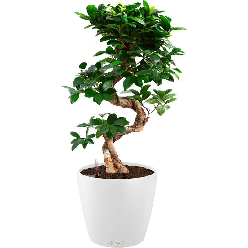 Изображение товара Фикус Микрокарпа Гинсенг 60 см в кашпо Lechuza с автополивом