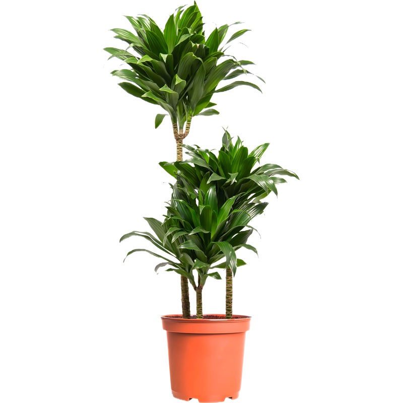 Изображение товара Драцена Компакта 100 см в технологическом горшке D21 см