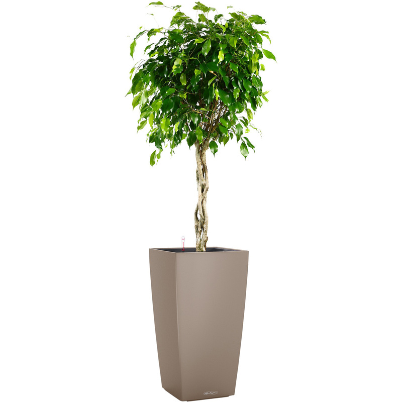 Изображение товара Фикус Экзотика переплетённый 140 см в кашпо Lechuza с автополивом