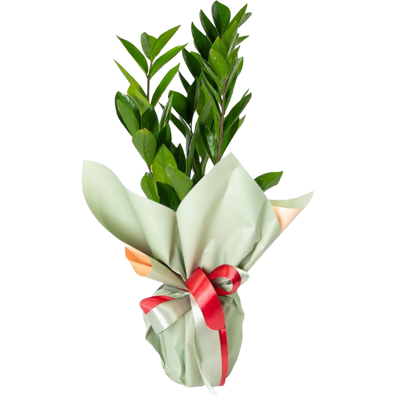 Изображение товара Растение Замиокулькас 35 см в подарочной упаковке с лентой (технологический горшок D12 см)