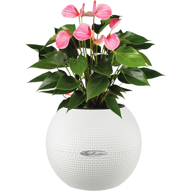 Изображение товара Растение Антуриум Андрианум розовый 40 см с автополивом в белом кашпо Lechuza