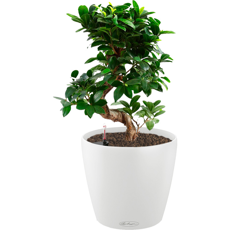 Изображение товара Растение Фикус Микрокарпа Гинсенг 35 см в белом кашпо Lechuza D18 см с автополивом