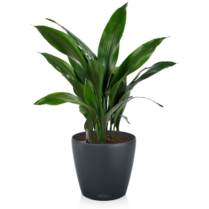 Изображение товара Растение Аспидистра 70 см в сером кашпо Lechuza D28 см с автополивом