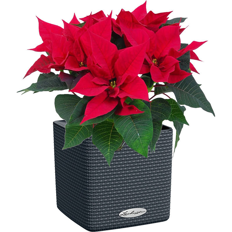 Изображение товара Растение Пуансеттия 40 см в сером кашпо Lechuza с автополивом
