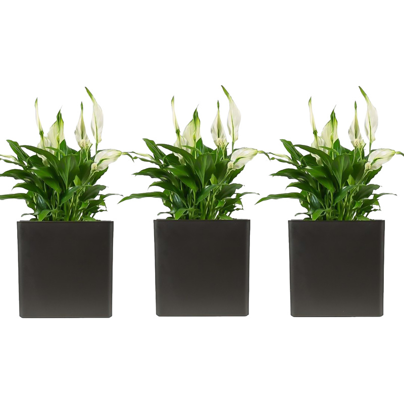 Изображение товара Набор растений Спатифиллум Шопен 3 шт в кашпо для дома и офиса