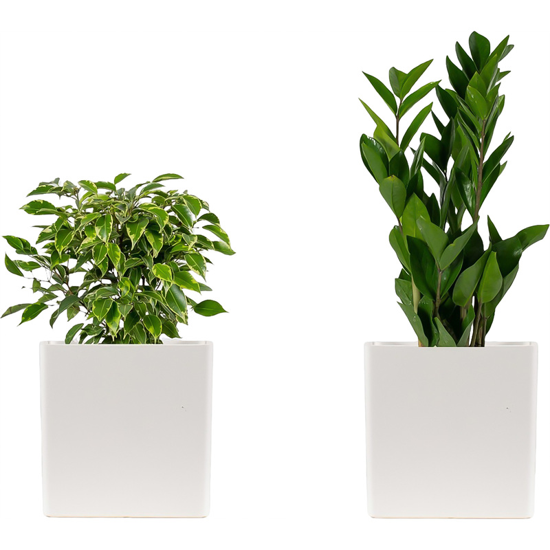 Изображение товара Набор растений Замиокулькас и Фикус Бенджамина Кинки 2 шт в упаковке