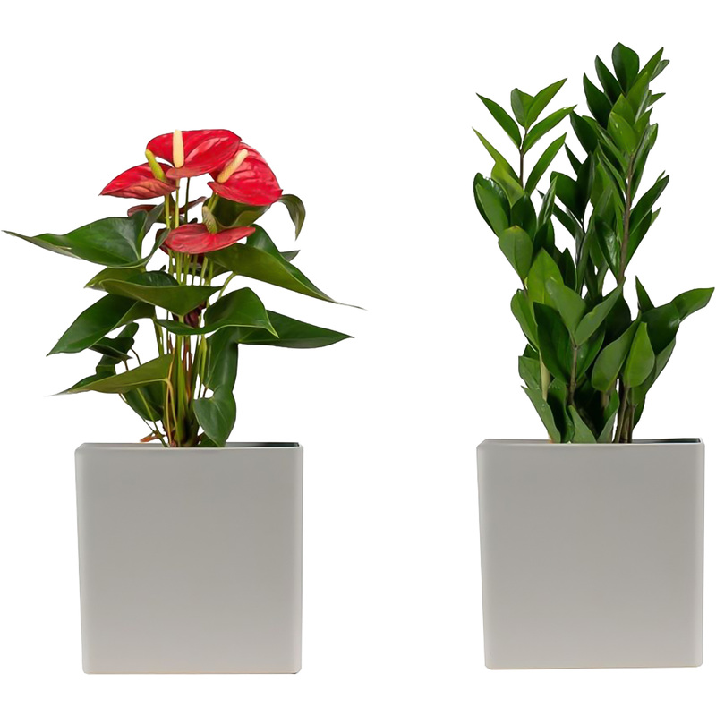 Изображение товара Набор растений Замиокулькас и Антуриум микс 2 шт в кашпо Нидерланды