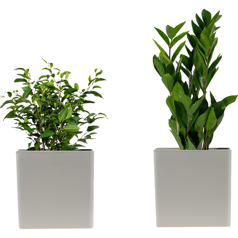 Изображение товара Набор растений Замиокулькас и Фикус Бенджамина Наташа (2 штуки в упаковке, НР-17)