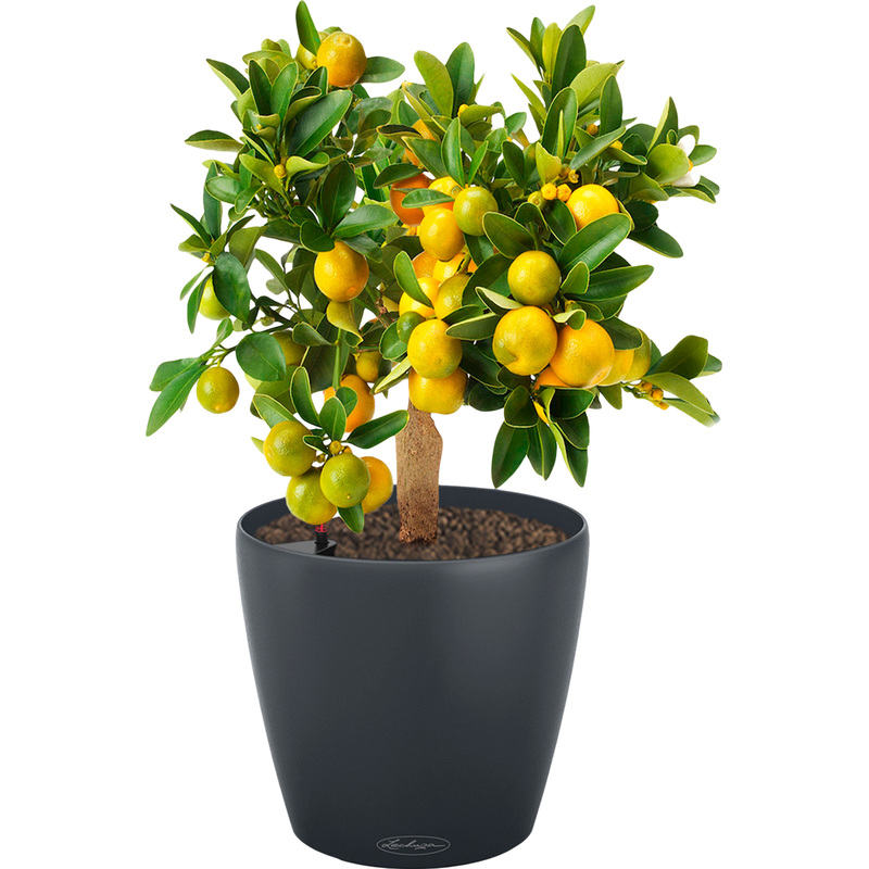 Изображение товара Растение Цитрус Каламондин 40 см в сером кашпо Lechuza D18 см с автополивом