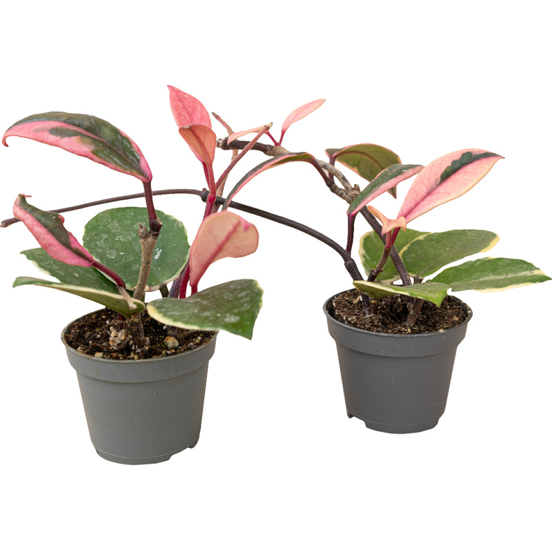 Изображение товара Хойя Фламинго Дрим набор 2 шт декоративно лиственные растения в горшках