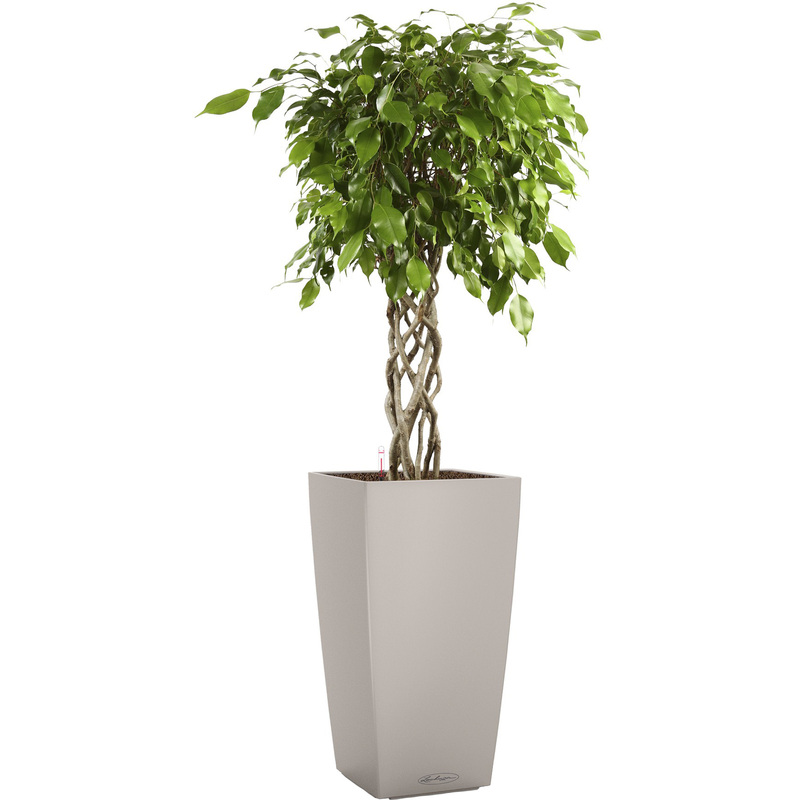 Изображение товара Фикус Экзотика цилиндр 140 см в кашпо Lechuza с автополивом
