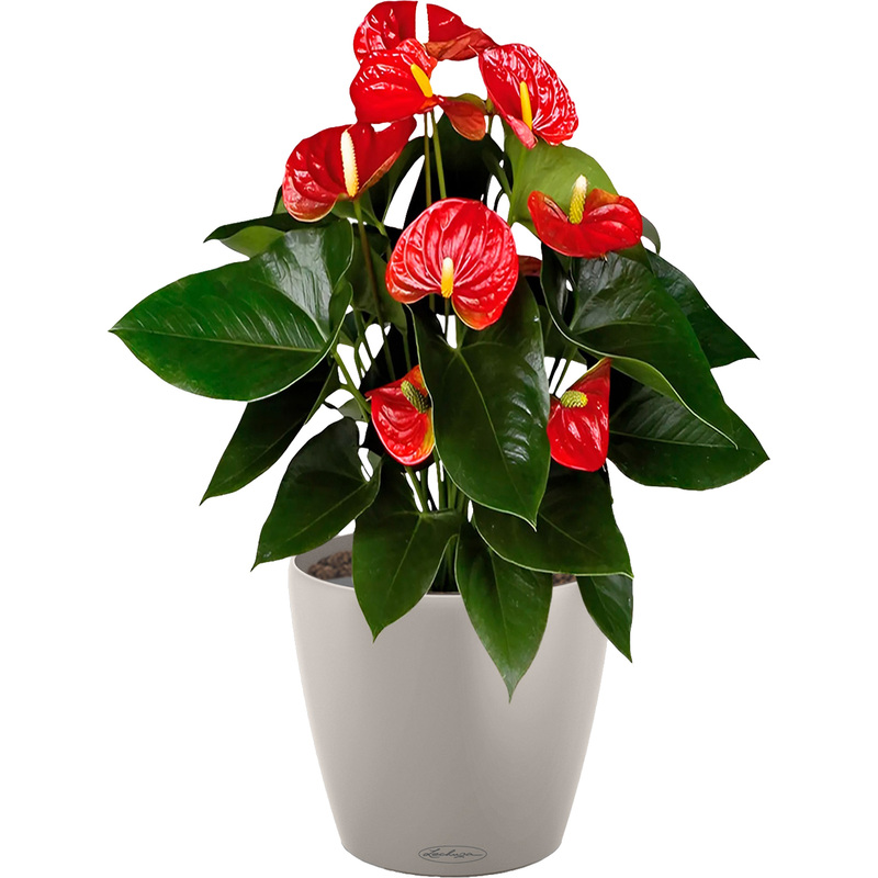 Изображение товара Растение Антуриум Андрианум красный 60 см в песочно-коричневом кашпо Lechuza D21 см с автополивом