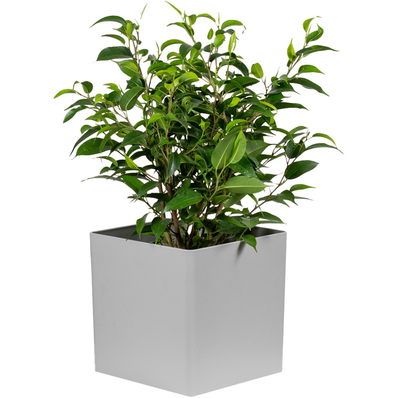 Изображение товара Растение Фикус Бенджамина Наташа 30 см в кашпо (РС120ОС)