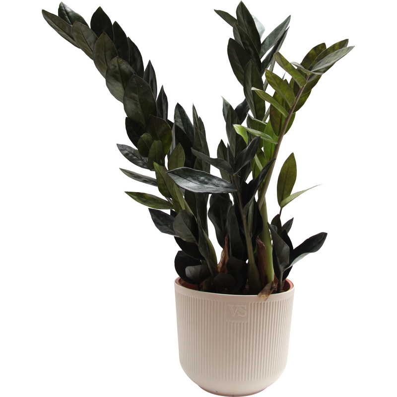 Изображение товара Замиокулькас Чёрный Ворон 35 см в кашпо D14.5 см декоративное растение