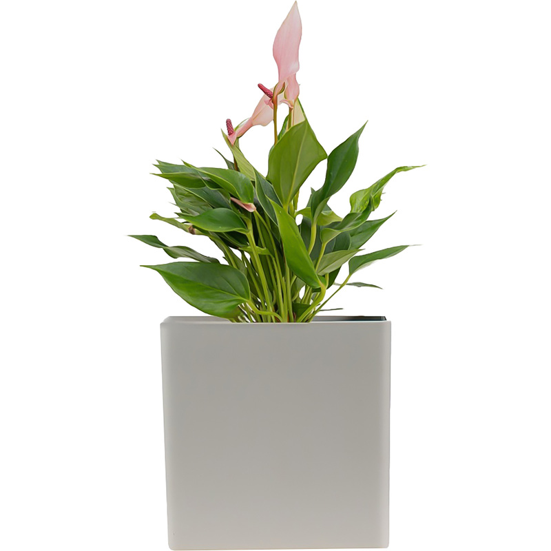 Изображение товара Компактное декоративное растение Антуриум Лили в кашпо 30 см для дома и офиса