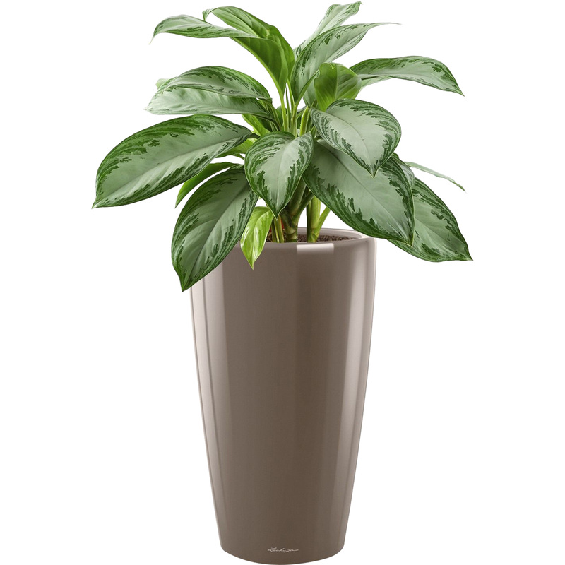 Изображение товара Растение Аглаонема Сильвер Бей 90 см в серо-коричневом кашпо Lechuza D32 см с автополивом