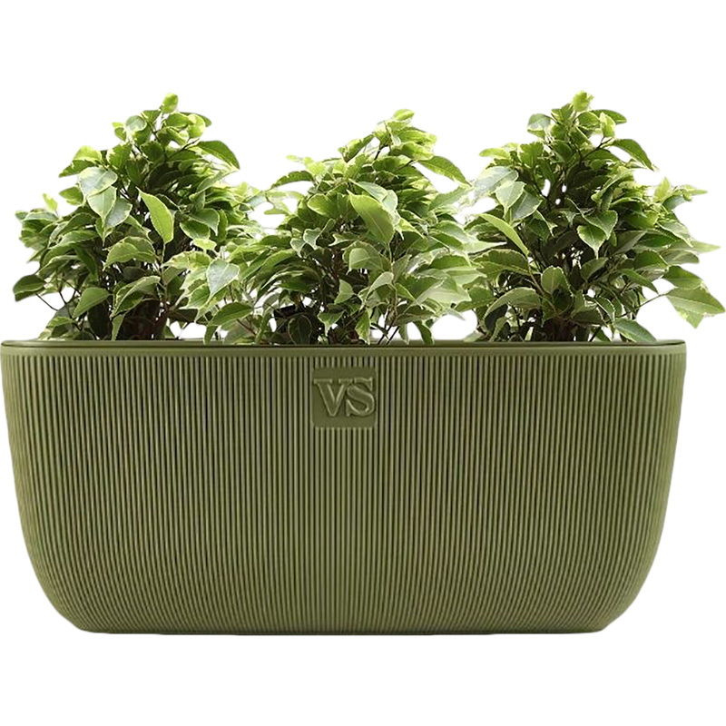 Изображение товара Комплект из 3 комнатных растений Фикус Бенджамина Кинки 35 см в кашпо