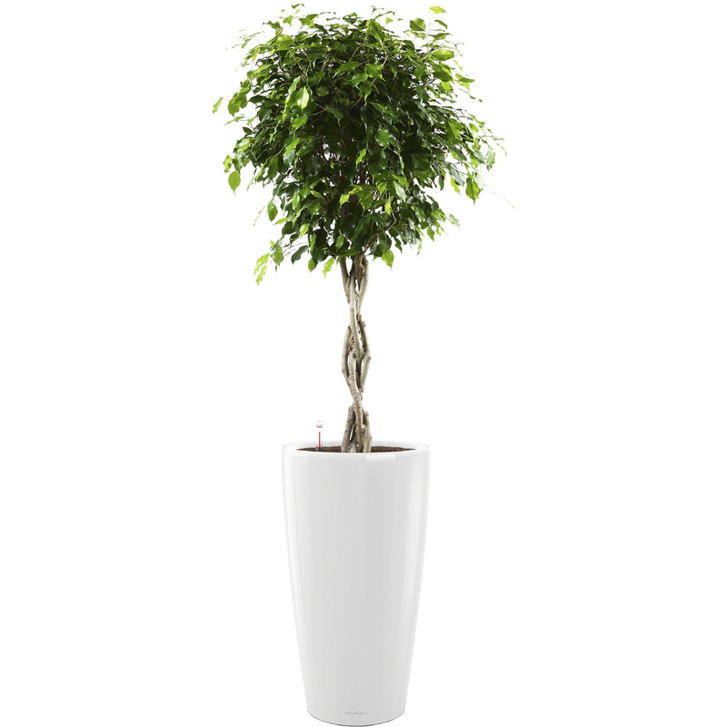 Изображение товара Фикус Экзотика переплетённый 140 см в кашпо с автополивом Lechuza D32