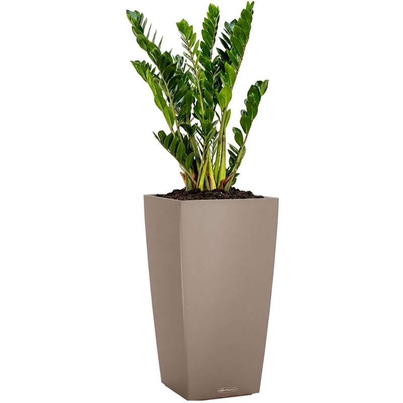 Изображение товара Растение Замиокулькас 120 см в бежевом кашпо Lechuza с автополивом