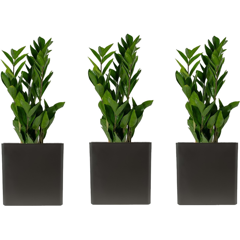 Изображение товара Набор декоративных растений замиокулькас 3 шт в кашпо высотой 40 см
