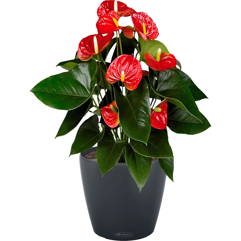 Изображение товара Декоративное комнатное растение Антуриум Андрианум в кашпо с автополивом 60 см красный