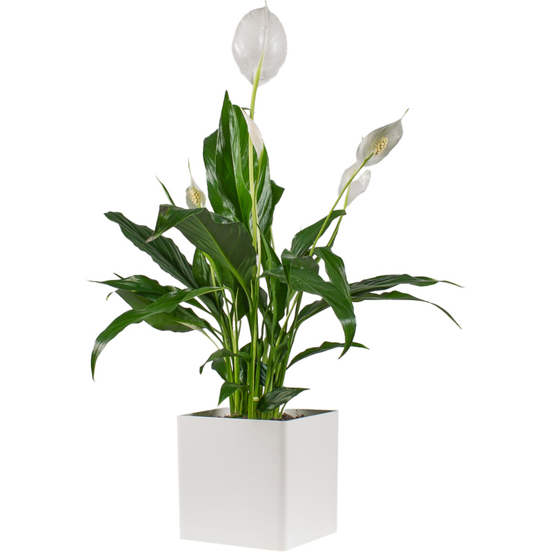 Изображение товара Растение Спатифиллум Свит Бенито 50 см в кашпо (РС00024ОБ)
